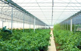 戶縣蔬菜大棚基地