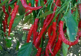 西安欣橋市場(chǎng)7月26日蔬菜批發(fā)價(jià)格